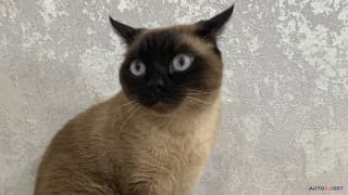 Audi, Q6, 2.0 л., 2025 г.