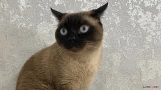 Audi, Q6, 2.0 л., 2025 г.