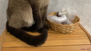 Audi, Q6, 2.0 л., 2025 г.